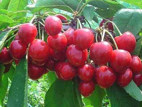 <a href='http://www.njszjj.com/guoshuzhongzi/2186.html' target='_blank'>山櫻桃</a>