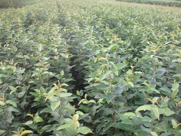 <a href='http://www.njszjj.com/guoshuzhongzi/2008.html' target='_blank'>杜梨</a>