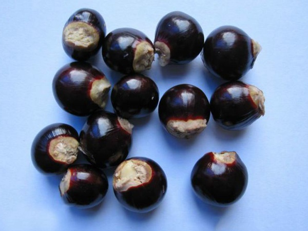 <a href='http://www.njszjj.com/guoshuzhongzi/2180.html' target='_blank'>桂圓</a>