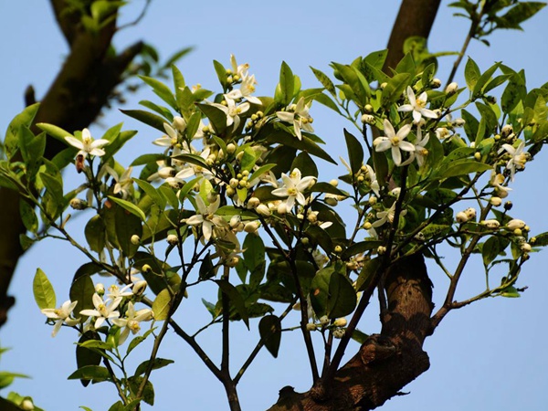 <a href='http://www.njszjj.com/guoshuzhongzi/2179.html' target='_blank'>枸桔</a>
