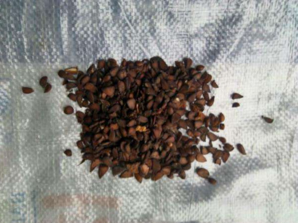 <a href='http://www.njszjj.com/guoshuzhongzi/2178.html' target='_blank'>番木瓜種子</a>