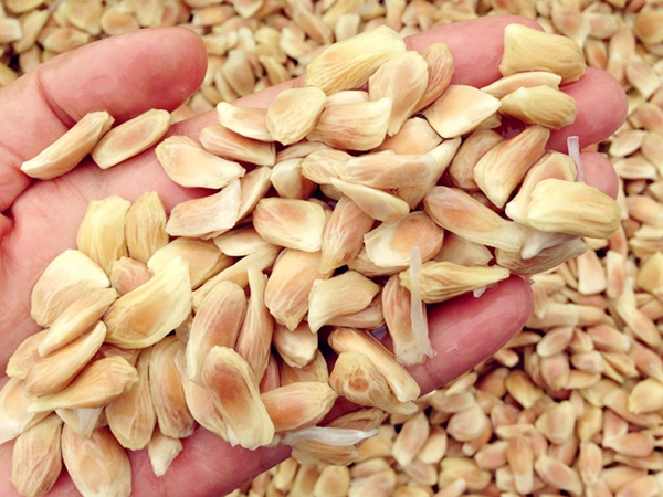 <a href='http://www.njszjj.com/guoshuzhongzi/2176.html' target='_blank'>柚子種子</a> <a href='http://www.njszjj.com/guoshuzhongzi/2176.html' target='_blank'>柚子</a><a href='http://www.njszjj.com/' target='_blank'>種子</a>