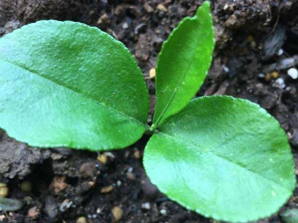 <a href='http://www.njszjj.com/guoshuzhongzi/2176.html' target='_blank'>柚子</a> 柚子