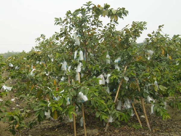 <a href='http://www.njszjj.com/guoshuzhongzi/2175.html' target='_blank'>潘石榴</a>