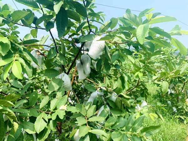 潘<a href='http://www.njszjj.com/guoshuzhongzi/1885.html' target='_blank'>石榴</a>