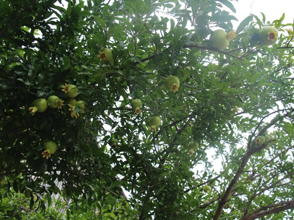 <a href='http://www.njszjj.com/guoshuzhongzi/2175.html' target='_blank'>潘石榴</a>