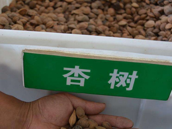 <a href='http://www.njszjj.com/guoshuzhongzi/2123.html' target='_blank'>杏樹</a><a href='http://www.njszjj.com/' target='_blank'>種子</a>
