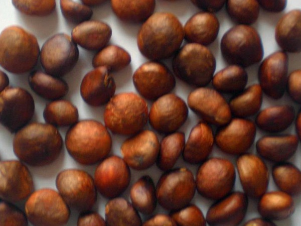 枇杷<a href='http://www.njszjj.com/' target='_blank'>種子</a>