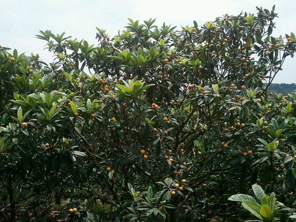 <a href='http://www.njszjj.com/guoshuzhongzi/1886.html' target='_blank'>枇杷種子</a>