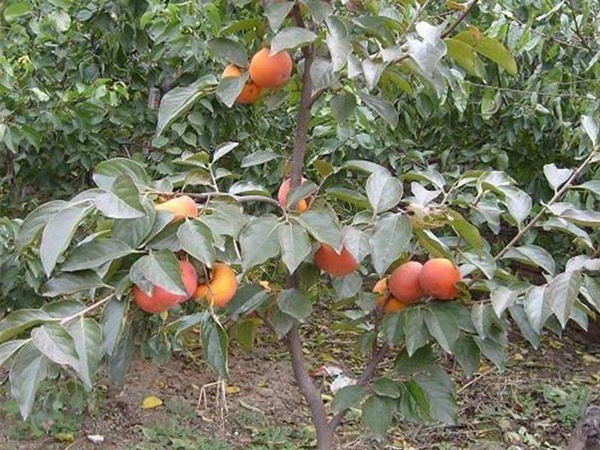 <a href='http://www.njszjj.com/guoshuzhongzi/1878.html' target='_blank'>柿樹(shù)種子</a>