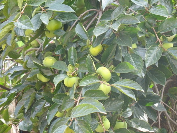 柿樹(shù)<a href='http://www.njszjj.com/' target='_blank'>種子</a>