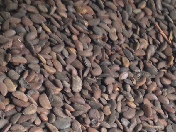 <a href='http://www.njszjj.com/guoshuzhongzi/1878.html' target='_blank'>柿樹(shù)種子</a>