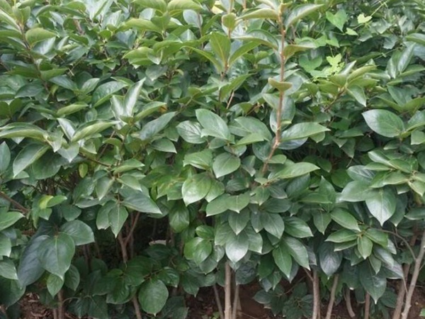 <a href='http://www.njszjj.com/guoshuzhongzi/1878.html' target='_blank'>柿樹(shù)種子</a>