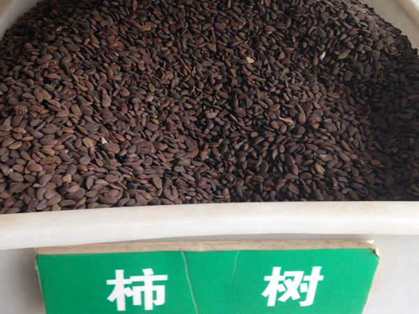 柿樹(shù)<a href='http://www.njszjj.com/' target='_blank'>種子</a>