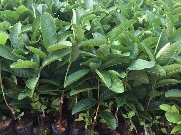 番<a href='http://www.njszjj.com/guoshuzhongzi/1885.html' target='_blank'>石榴</a> 番<a href='http://www.njszjj.com/guoshuzhongzi/1885.html' target='_blank'>石榴</a>