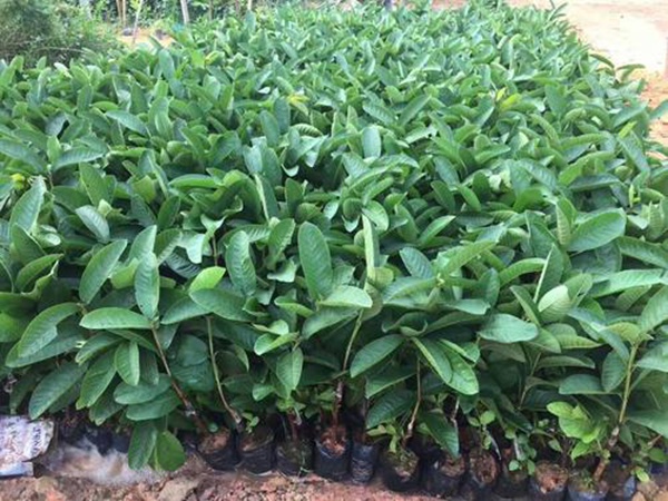 <a href='http://www.njszjj.com/guoshuzhongzi/1875.html' target='_blank'>番石榴</a> <a href='http://www.njszjj.com/guoshuzhongzi/1875.html' target='_blank'>番石榴</a>