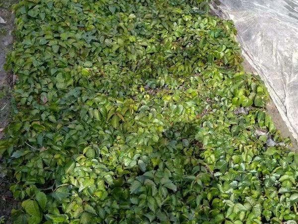 <a href='http://www.njszjj.com/linmuzhongzi/2188.html' target='_blank'>油麻藤</a>