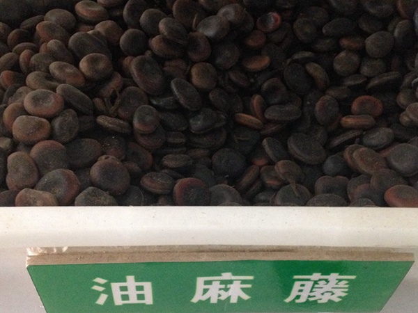 <a href='http://www.njszjj.com/linmuzhongzi/2188.html' target='_blank'>油麻藤種子</a>