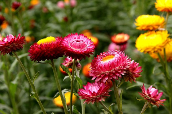 <a href='http://www.njszjj.com/caohuazhongzi/16046.html' target='_blank'>麥桿菊</a>