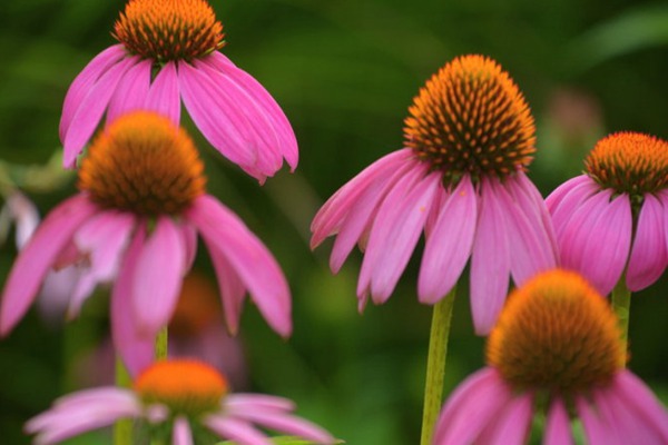 <a href='http://www.njszjj.com/caohuazhongzi/16047.html' target='_blank'>松果菊</a>