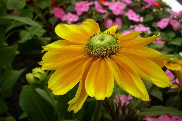 <a href='http://www.njszjj.com/caohuazhongzi/16049.html' target='_blank'>金光菊</a>