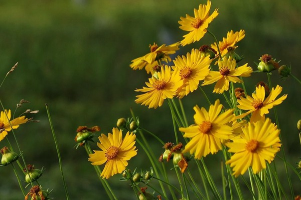 <a href='http://www.njszjj.com/caohuazhongzi/16049.html' target='_blank'>金光菊</a>