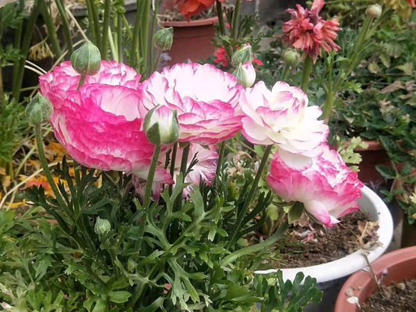 <a href='http://www.njszjj.com/caohuazhongzi/16052.html' target='_blank'>花毛茛</a>