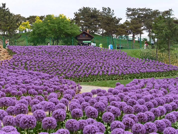 <a href='http://www.njszjj.com/caohuazhongzi/1039.html' target='_blank'>大花蔥</a>