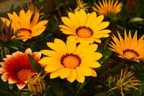 <a href='http://www.njszjj.com/caohuazhongzi/16053.html' target='_blank'>勛章菊</a>