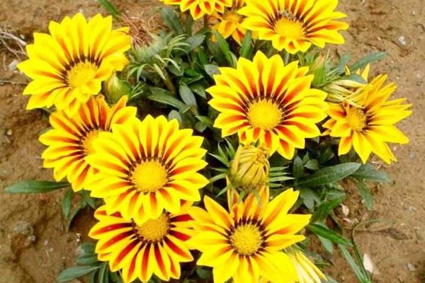 <a href='http://www.njszjj.com/caohuazhongzi/16053.html' target='_blank'>勛章菊</a>