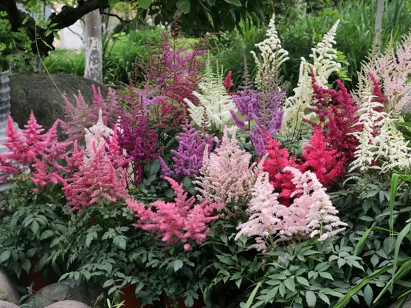 <a href='http://www.njszjj.com/caohuazhongzi/16055.html' target='_blank'>落新婦</a>