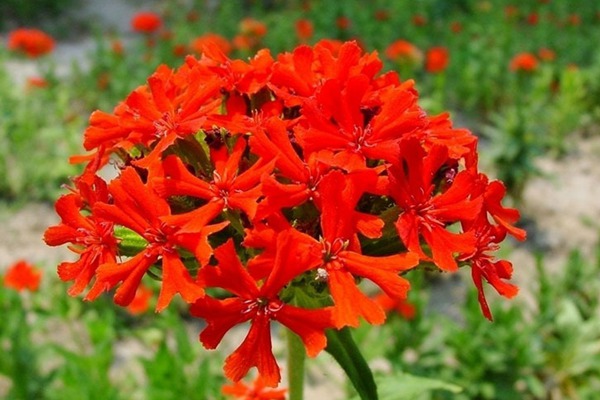 <a href='http://www.njszjj.com/caohuazhongzi/16308.html' target='_blank'>剪秋羅</a>