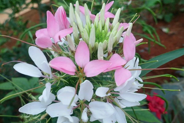 <a href='http://www.njszjj.com/caohuazhongzi/16533.html' target='_blank'>醉碟花</a>