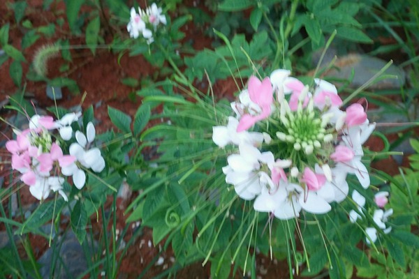 <a href='http://www.njszjj.com/caohuazhongzi/16533.html' target='_blank'>醉碟花</a>