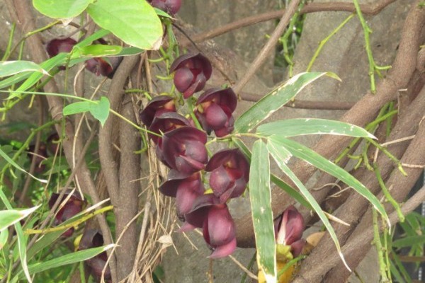 雞<a href='http://www.njszjj.com/linmuzhongzi/2189.html' target='_blank'>血藤</a>