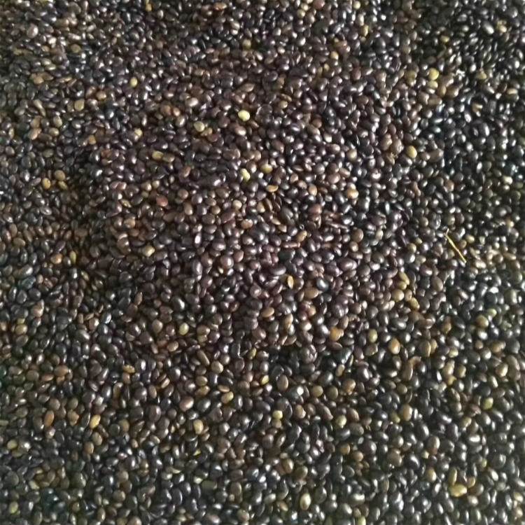 <a href='http://www.njszjj.com/linmuzhongzi/1841.html' target='_blank'>國(guó)槐種子</a>槐樹(shù)籽