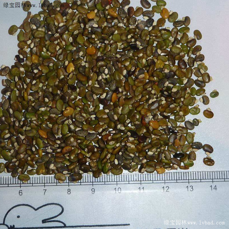 <a href='http://www.njszjj.com/linmuzhongzi/22339.html' target='_blank'>山毛豆</a>