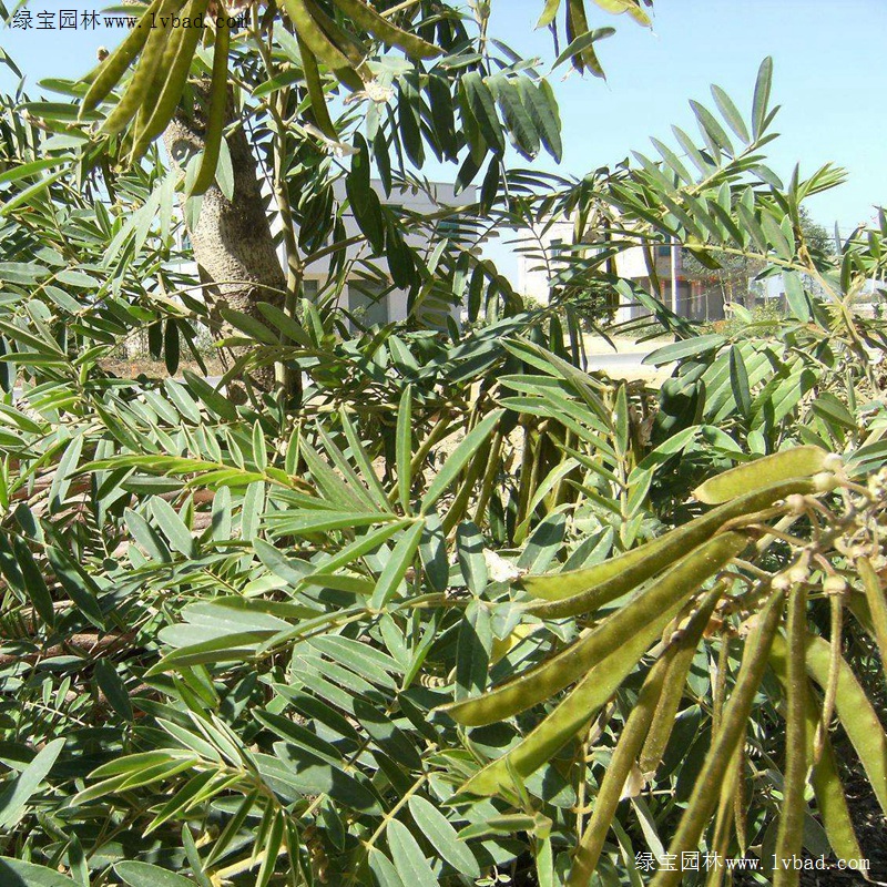 <a href='http://www.njszjj.com/linmuzhongzi/22339.html' target='_blank'>山毛豆</a>