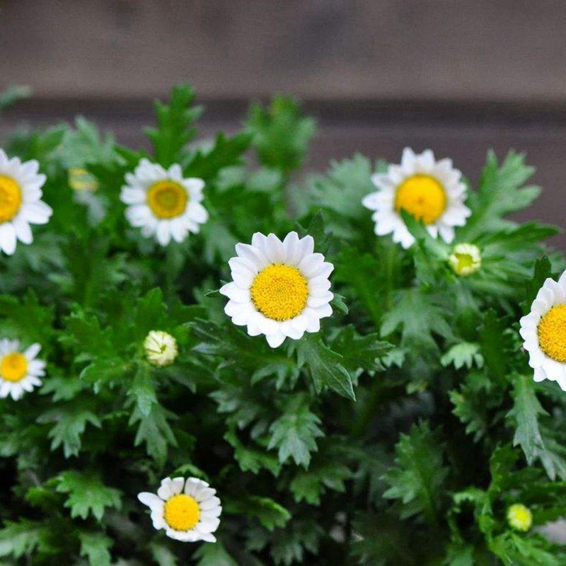 <a href='http://www.njszjj.com/caohuazhongzi/23058.html' target='_blank'>白晶菊種子</a>