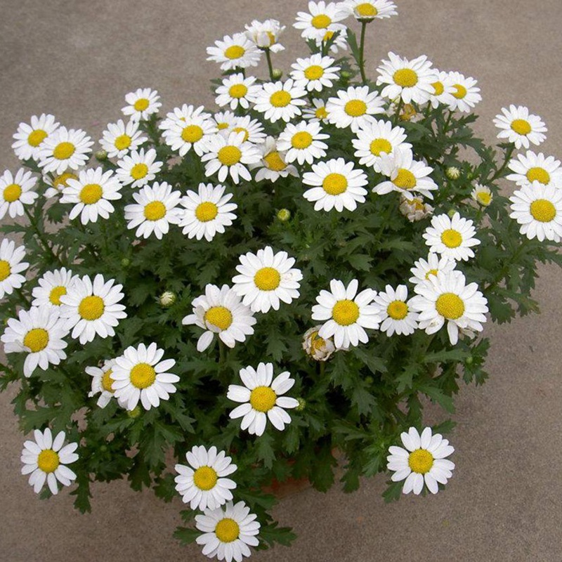 <a href='http://www.njszjj.com/caohuazhongzi/23058.html' target='_blank'>白晶菊</a><a href='http://www.njszjj.com/' target='_blank'>種子</a>
