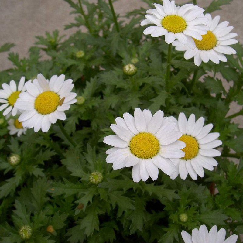 白晶菊<a href='http://www.njszjj.com/' target='_blank'>種子</a>