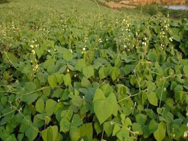 <a href='http://www.njszjj.com/mucaozhongzi/23270.html' target='_blank'>拉巴豆種子</a>