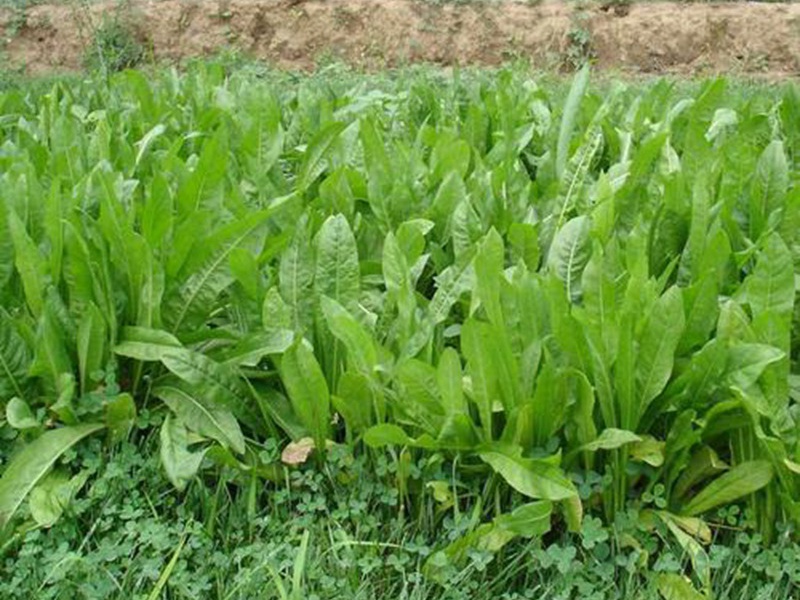 進(jìn)口菊苣<a href='http://www.njszjj.com/' target='_blank'>種子</a>