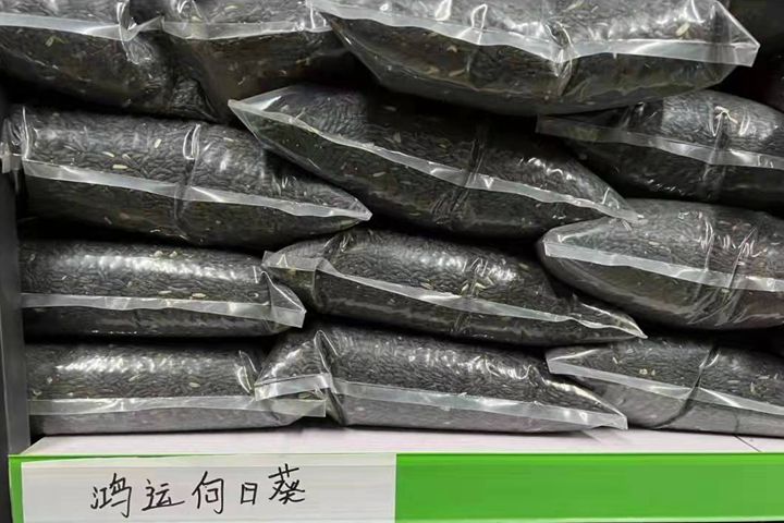 <a href='http://www.njszjj.com/caohuazhongzi/43360.html' target='_blank'>鴻運向日葵</a>