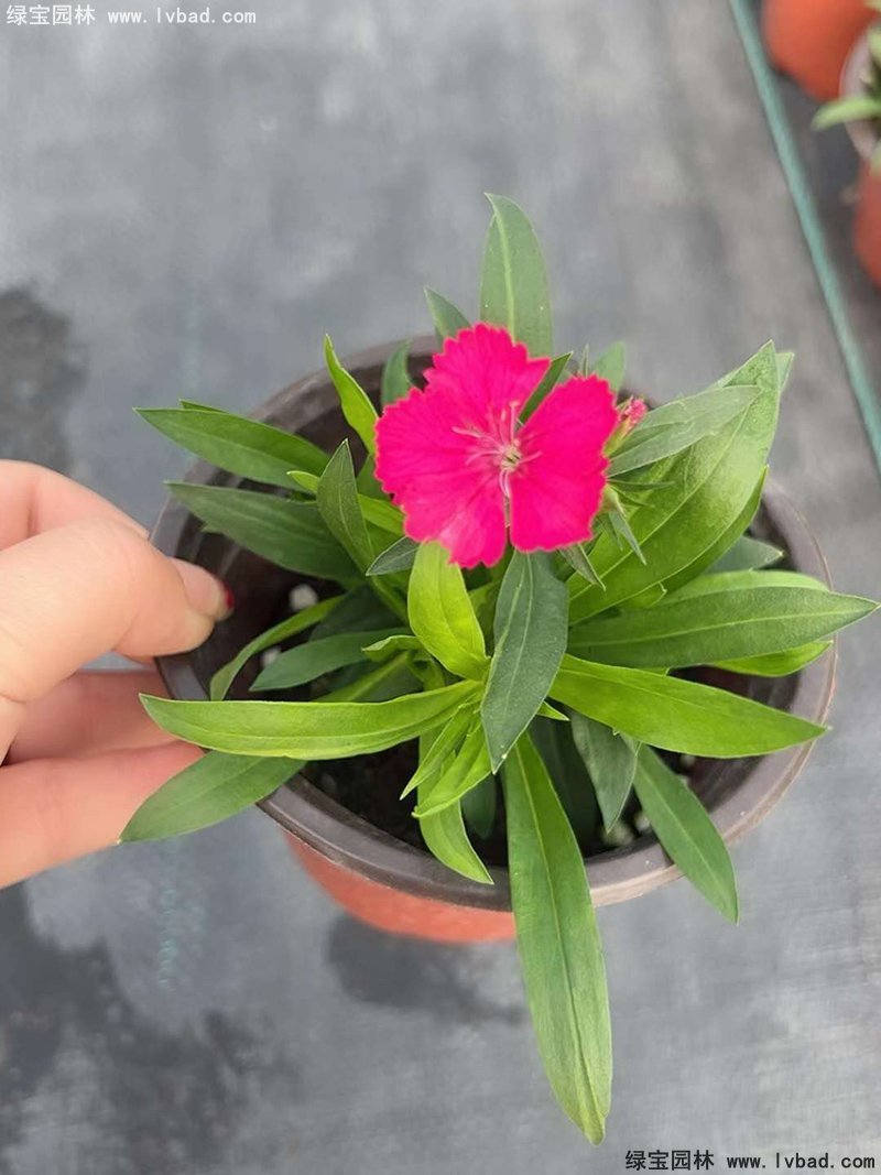<a href='http://www.njszjj.com/caohuazhongzi/1030.html' target='_blank'>常夏石竹</a>花苗盆栽花鏡草本花卉