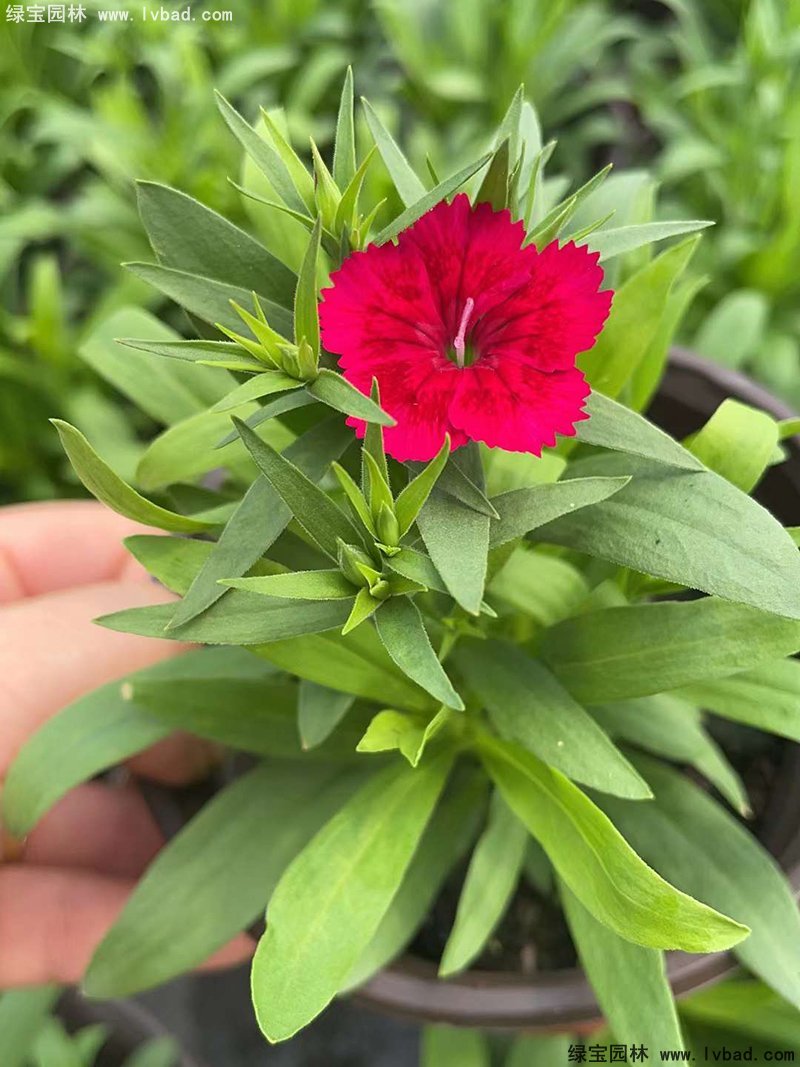 <a href='http://www.njszjj.com/caohuazhongzi/1030.html' target='_blank'>常夏石竹</a>花苗盆栽花鏡草本花卉