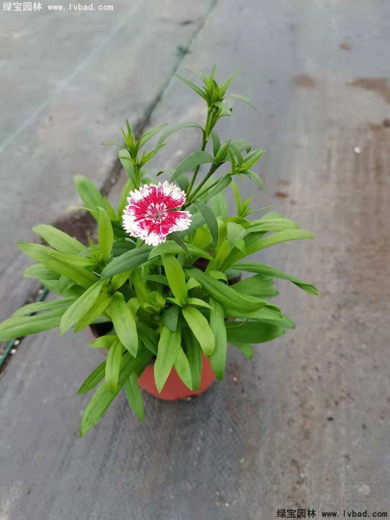 常夏<a href='http://www.njszjj.com/caohuazhongzi/97045.html' target='_blank'>石竹</a>花苗盆栽花鏡草本花卉
