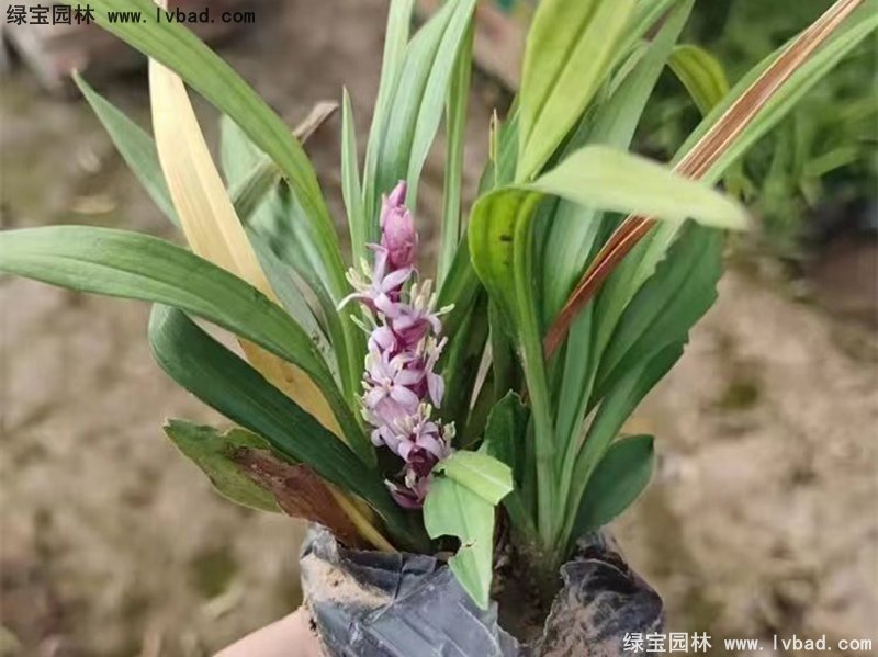 花鏡耐陰植物多年生<a href='http://www.njszjj.com/caobenzhiwu/3397.html' target='_blank'>吉祥草</a>常綠草本