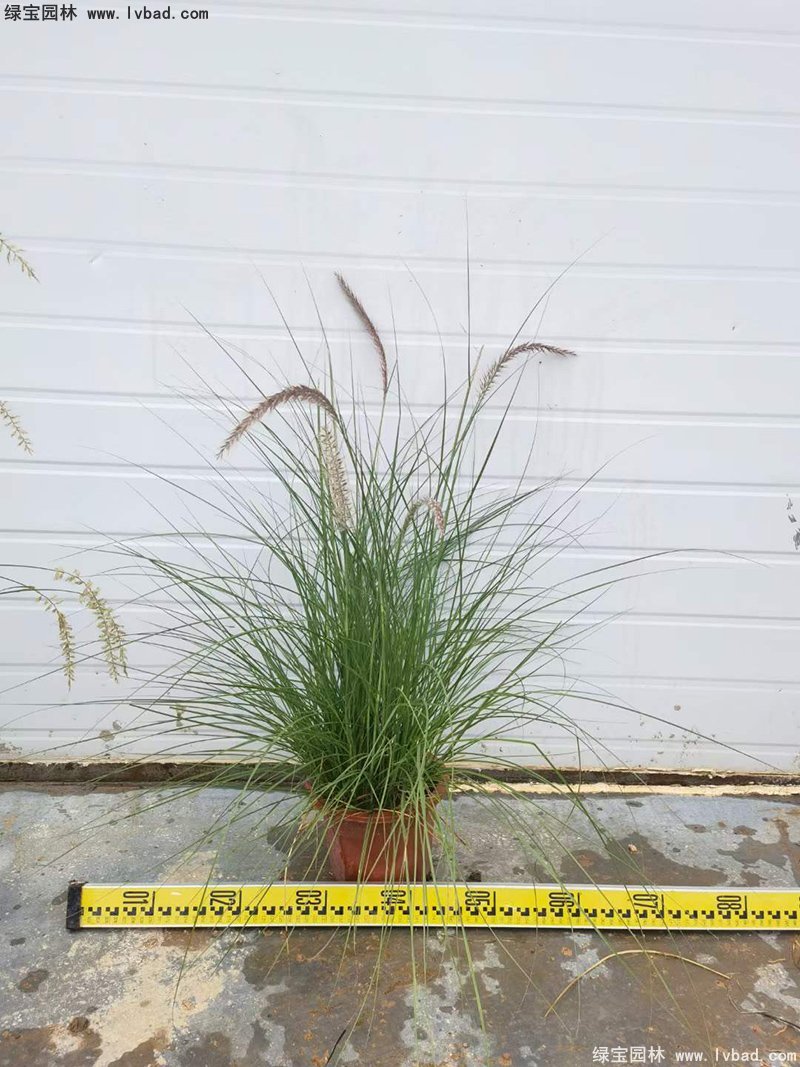 耐熱型花鏡草本植物<a href='http://www.njszjj.com/huajingzhiwu/56164.html' target='_blank'>金紅羽狼尾草</a>