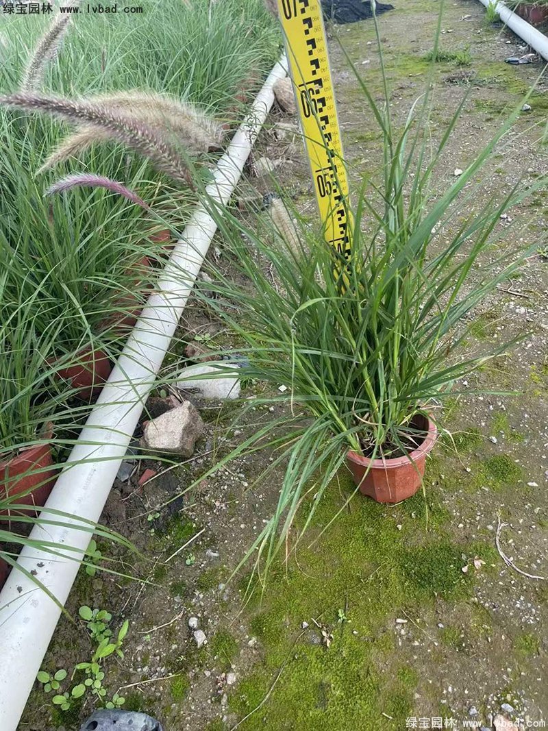 耐熱型花鏡草本植物<a href='http://www.njszjj.com/huajingzhiwu/56164.html' target='_blank'>金紅羽狼尾草</a>